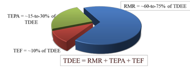 TDEE公式图表